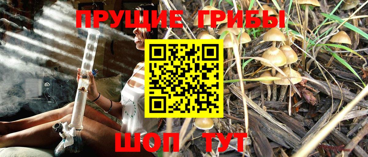 Псилоцибиновые грибы Psilocybe  Вход с VPN  Губкин  Псилоцибиновые грибы ЛСД 